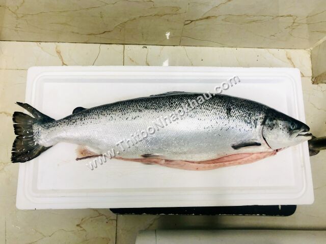 Ảnh khác của Cá Hồi Tươi Nauy Nguyên Con- Fresh Whole Salmon